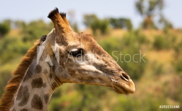 Bild på Giraffe portrait